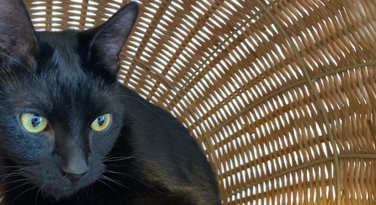 Svart katt i en rottingmöbel